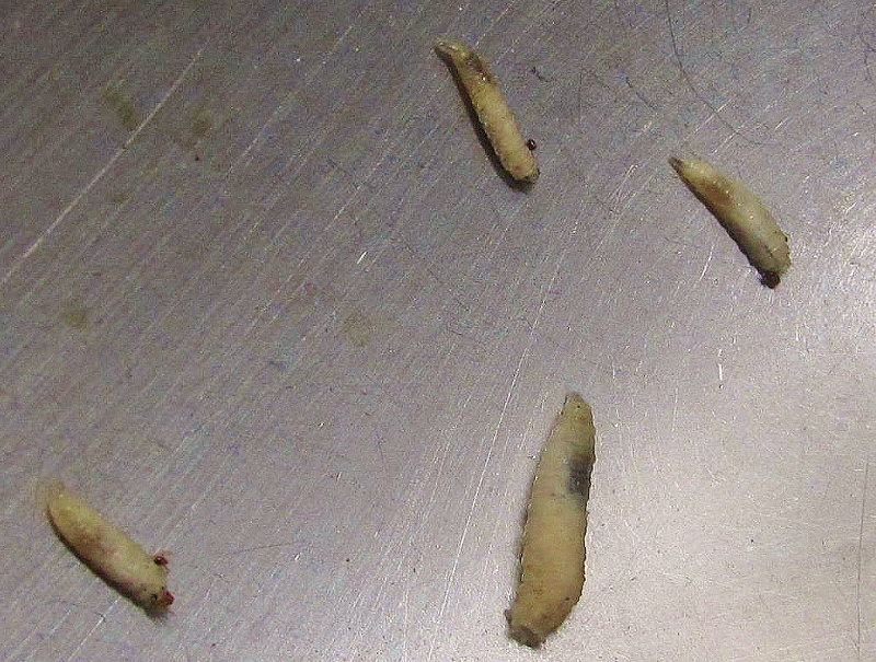 White Worms In Kitchen Sink White Worms In Kitchen Sink