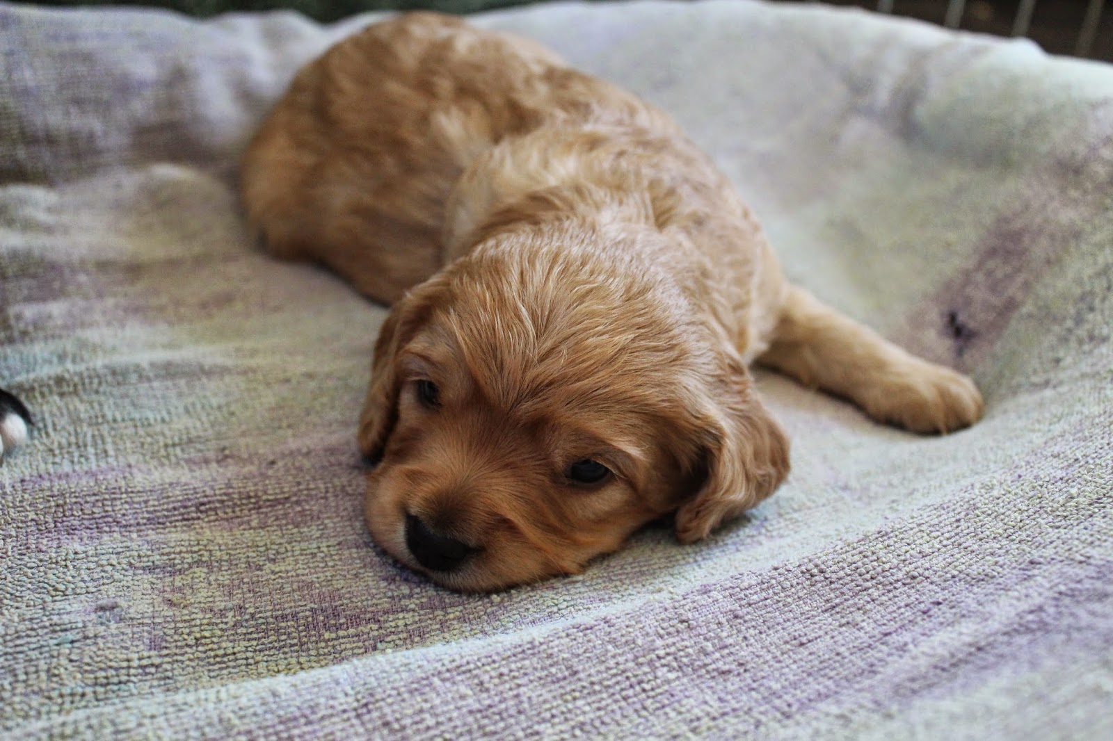Cavies, Doodles and Poo: Golden Cavadoodle Puppies