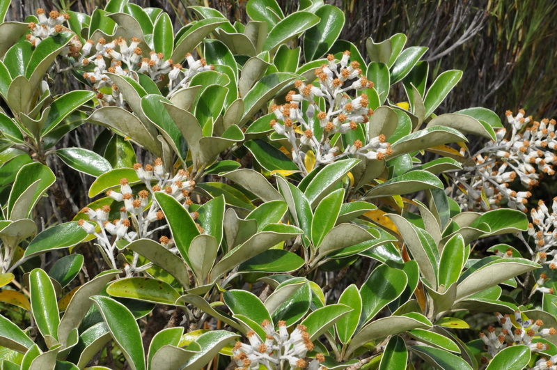 A Wandering Naturalist New Zealand A Subalpine Stroll
