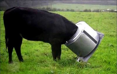 All Funny,Cute,Cool and Amazing Animals: Funny Cows Pictures-Images 2012