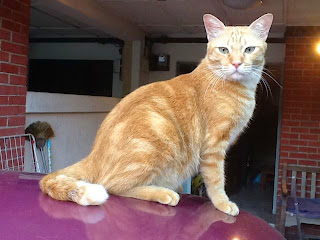 I'm handsome and I know it! Go on, pet me. You know you want to!