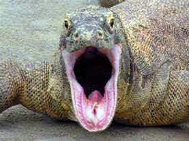 komodo species of lizard is the new 7 wonders of the world