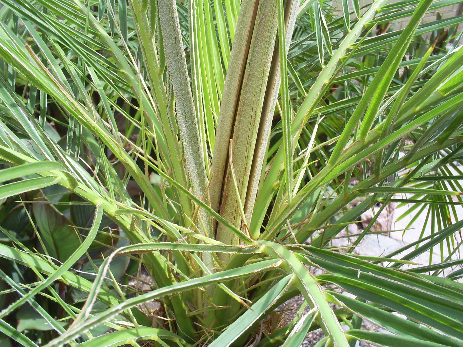 Brad's Tropical Paradise Powdery residue on palm fronds