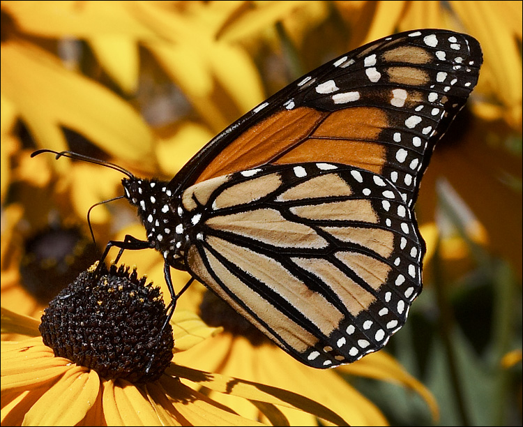 Butterfly | Animal Wildlife