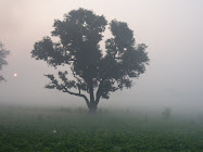 Arbol de Khadana enero 2011