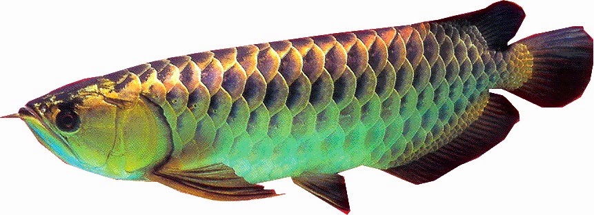 arowana+.jpg
