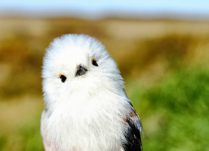 雪の妖精 シマエナガ かわいい高画質画像まとめ 写真まとめサイト Pictas