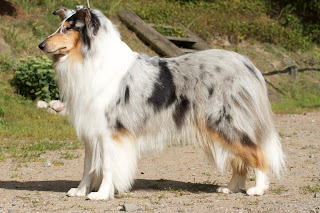 Pitkäkarvainen collie, Crocodile Rock's Ritch Little Bitch