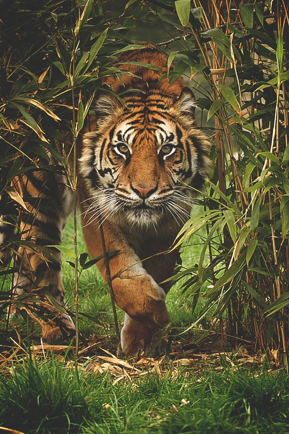 Julius Evola - Chevaucher le tigre