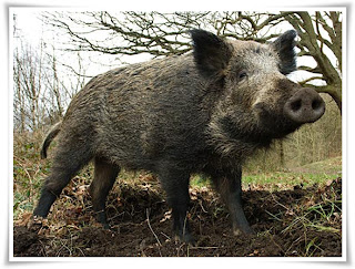 Boar Animal Pictures