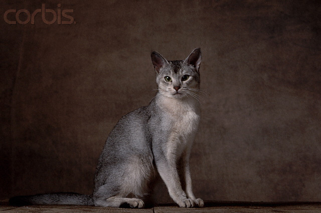 Encyclopedia of Cats Breed: Black Abyssinian Cat