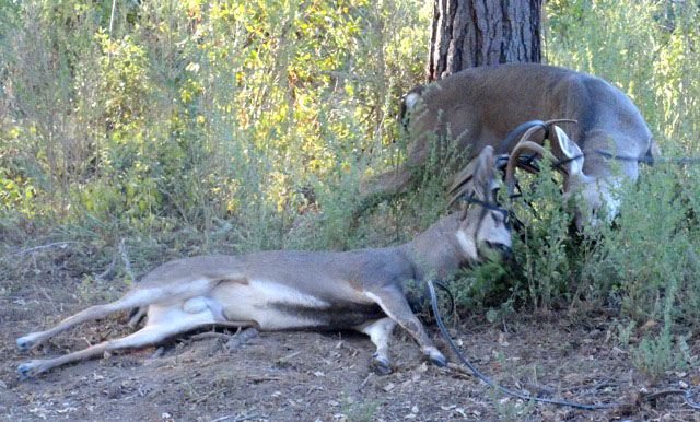 WildRescue�s Blog Two Bucks