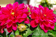 Fiori e colore: è primavera! (fiori )