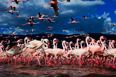Pink Flamingos Gang at Lake Nakuru, Kenya