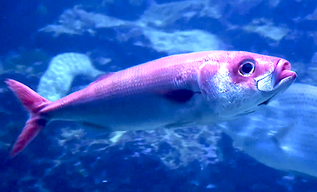 Aquarium Movies Japan Archive 生きている魚図鑑 ハチビキ Bonnetmouth Japanese Rubyfish Erythrocles Schlegelii