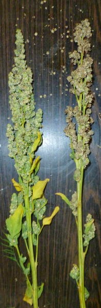 Quinoa Grain Heads Quinoa Grain Heads