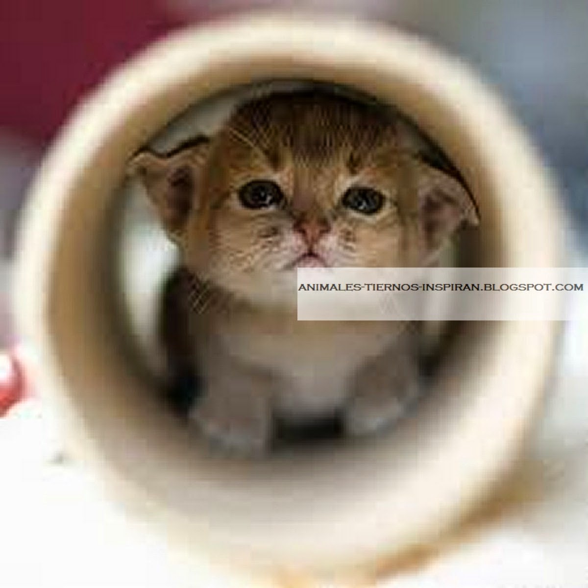 Fotos Animales Bebes Tiernos | animales tiernos inspiran im 225 genes de animales bebes peque 241 os Fotos Animales Bebes Tiernos | animales tiernos inspiran im 225 genes de animales bebes peque 241 os