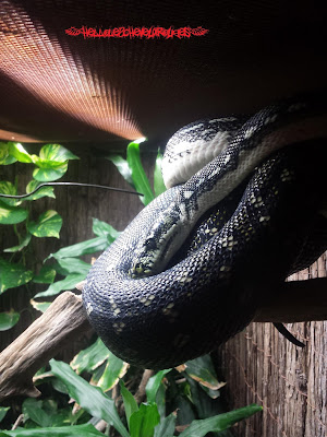 Reptile 5 Touroparc Hellolescheveuxrouges Serpent noir et blanc enroulé à une branche à Touroparc
