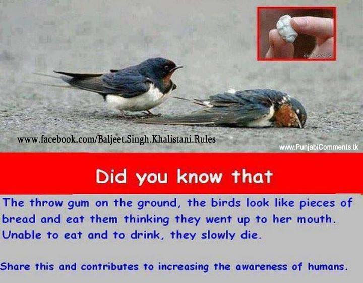 5 lines on sparrow in english image