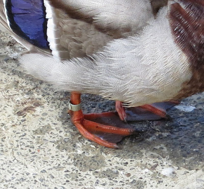 Feet and feathers of a male mallard  - Anas platyrhynchos (Red)