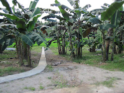 San Carlos Banana Plantation