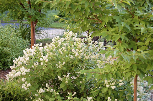 Itea Virginica Sprich Little Henry And Henry S Garnet