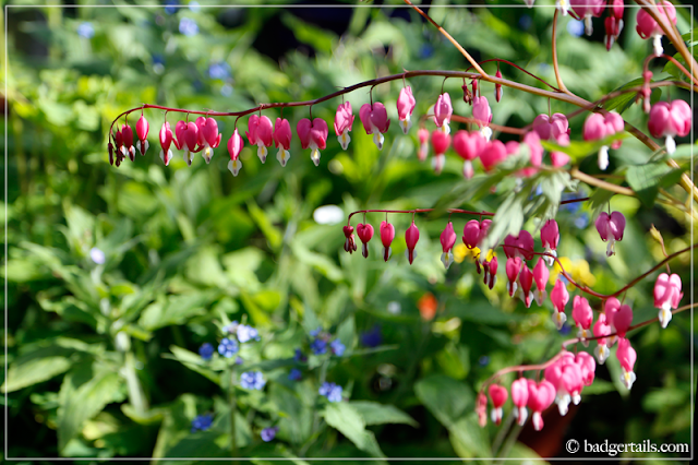 Pink Dicentra Spectabilis (Bleeding Hearts) Flowers with Blue Forget Me Nots