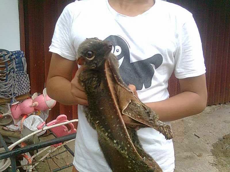 10 Binatang yang Bisa Terbang Tanpa Sayap