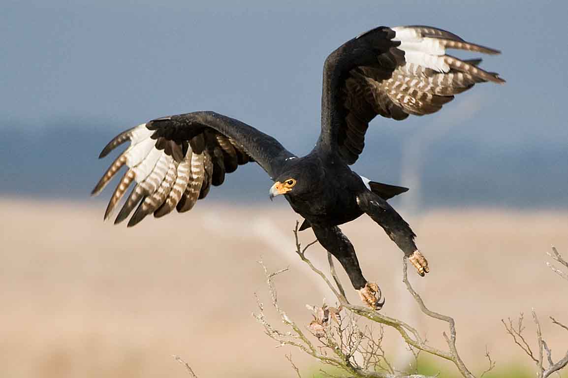 The Black Eagle Project About the Black Eagle