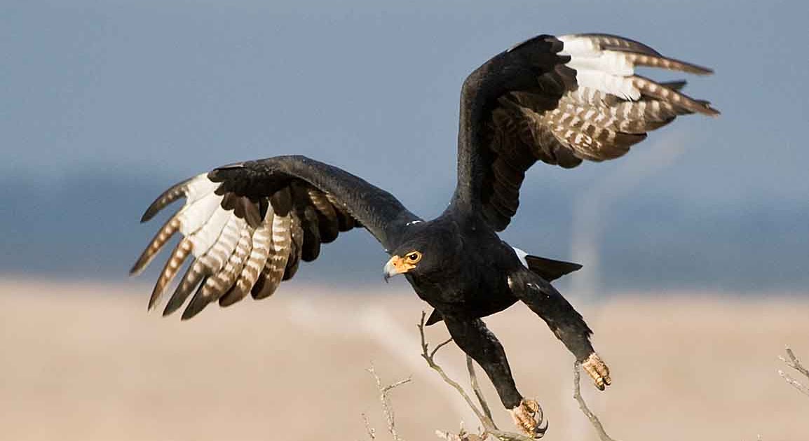 The Black Eagle Project About the Black Eagle