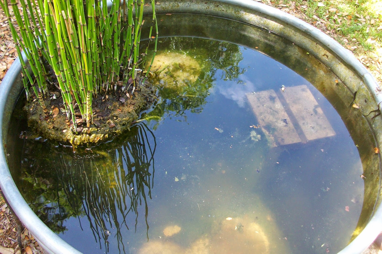 Window on a Texas Wildscape Cleaning out the stock tank pond