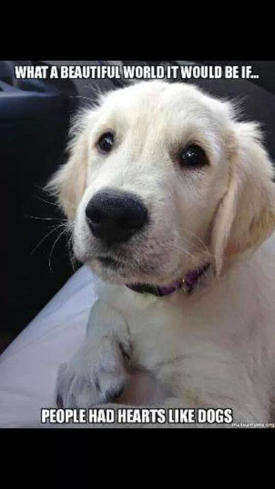 WHAT A BEAUTIFUL WORLD IT WOULD BE IF PEOPLE HAD HEARTS LIKE DOGS Quotes
