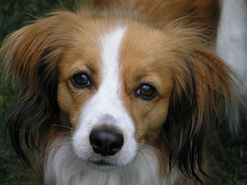 Fifteen Dogs Names In Poems Fifteen Dogs Names In Poems