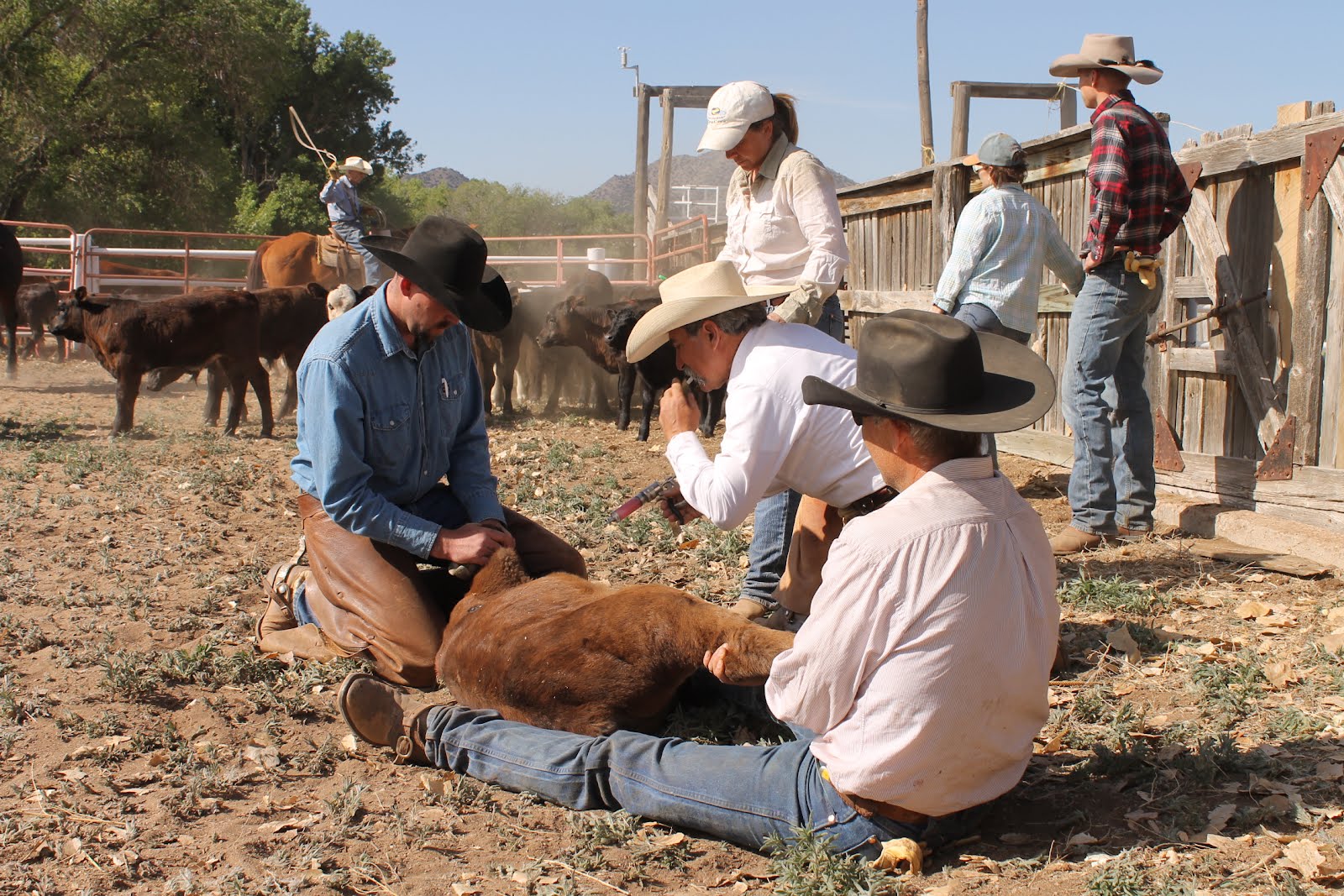 HORSES FOR HEROES New Mexico Cowboy Up! 5057982535 Bonanza Creek