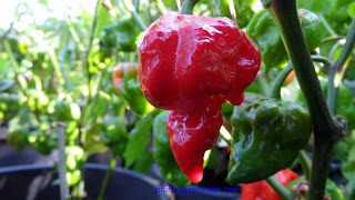 Trinidad Butch T Scorpion, World's Hottest Chiles