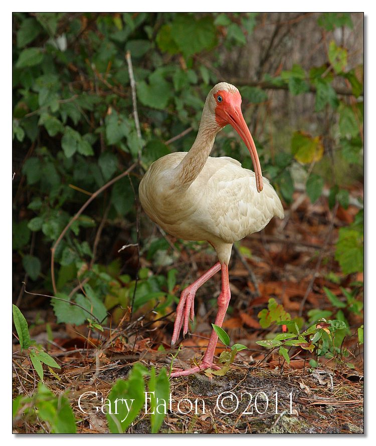 IMAGE: http://4.bp.blogspot.com/-YtNKQR5oeUo/Ti6tR6boqCI/AAAAAAAAFO8/I_cokRZAJq8/s1600/IMG_5925_10x12_2.jpg