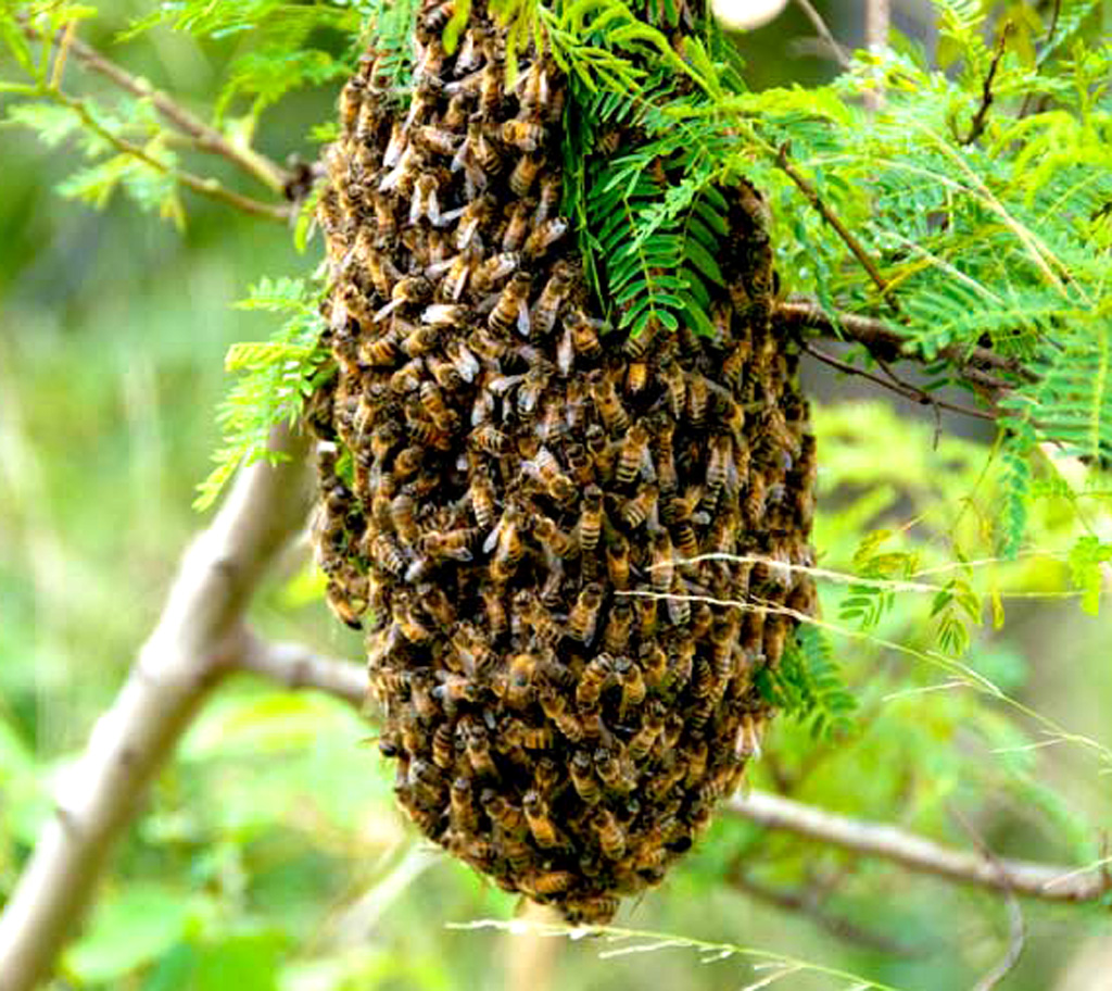 Bee Colony Modern Farming Methods