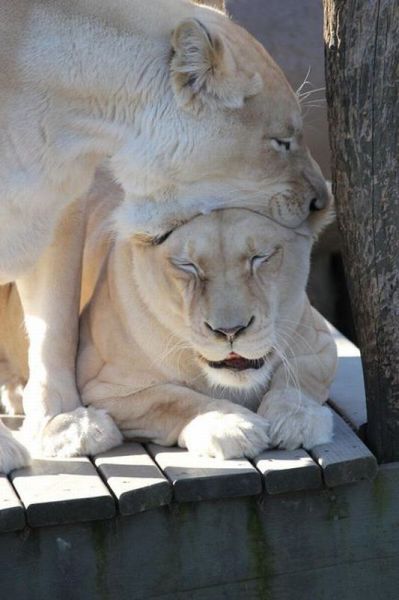 20 pictures of funny animals for this week (April 26, 2012), funny animal pictures, cute animal pictures