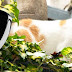 Eyenimal, camera with "cats eye" perspective