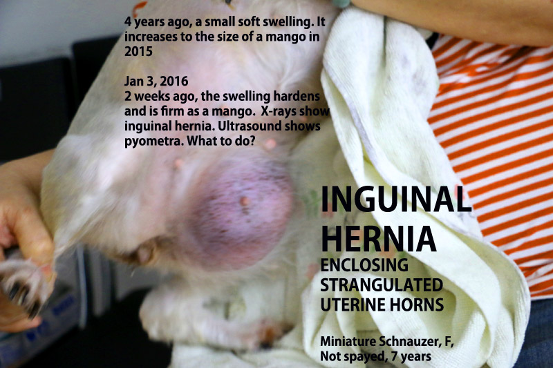 umbilical hernia in dogs the gallery for gt inguinal hernia umbilical hernia in dogs the gallery for gt inguinal hernia