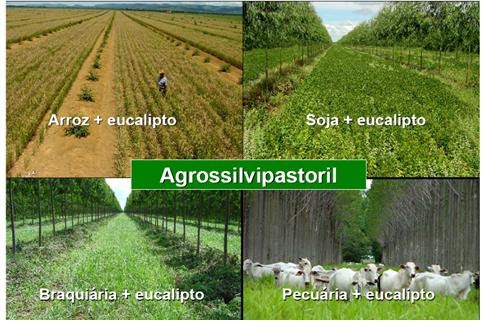 Entenda os Sistemas Agrossilvipastoris