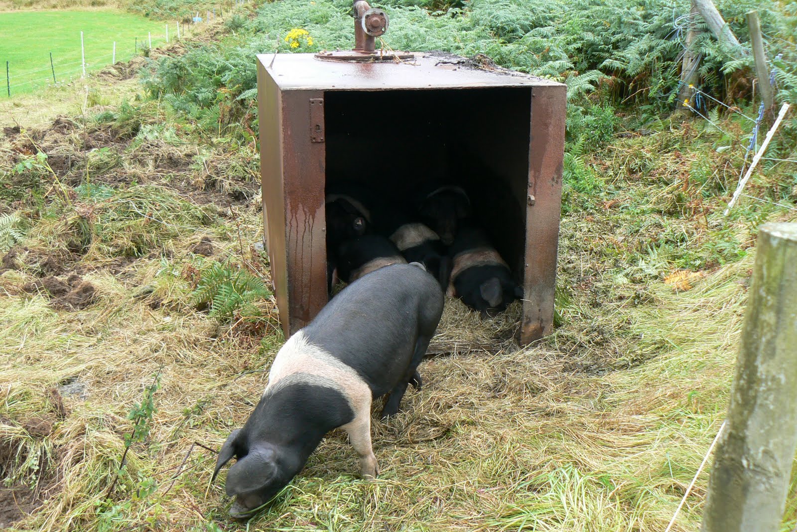 A Kilchoan Diary Pigs at Home