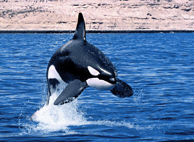 The Biggest Animals Kingdom: Orca