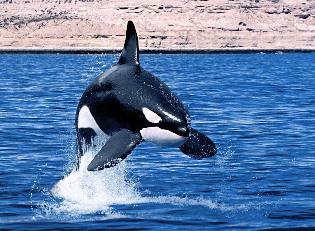 Orca | The Biggest Animals Kingdom