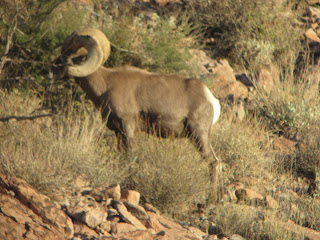 Bob+Rice+AZ+Unit+15D+Desert+Sheep+Hunt+with+Colburn+and+Scott+Outfitters+and+Guide+Russ+Jacoby+4.JPG