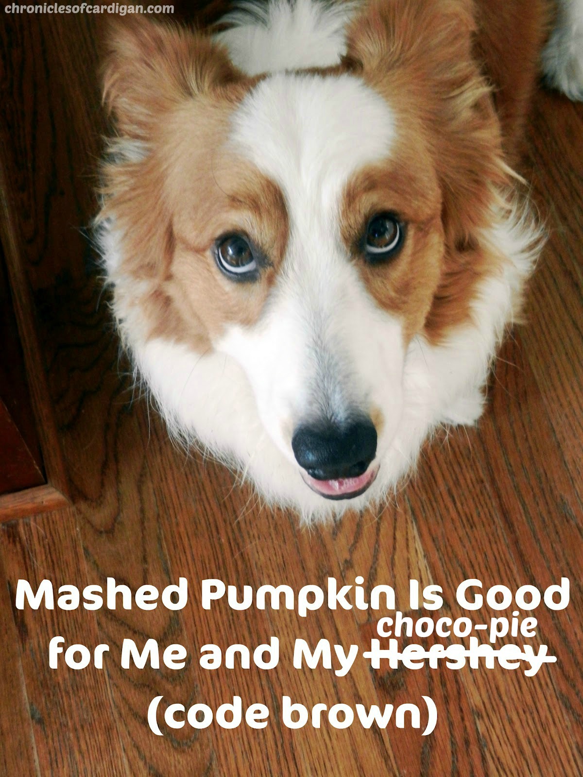 Dog Suddenly Eating Poop After Switching Food Dog Suddenly Eating Poop After Switching Food