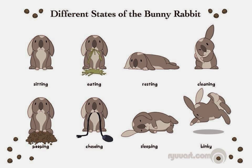 Het Vrolijke Konijnenhol Lichaamstaal bij konijntjes