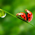 Creare un ambiente "eco" favorevole al sesso (la guida di Greenpeace)