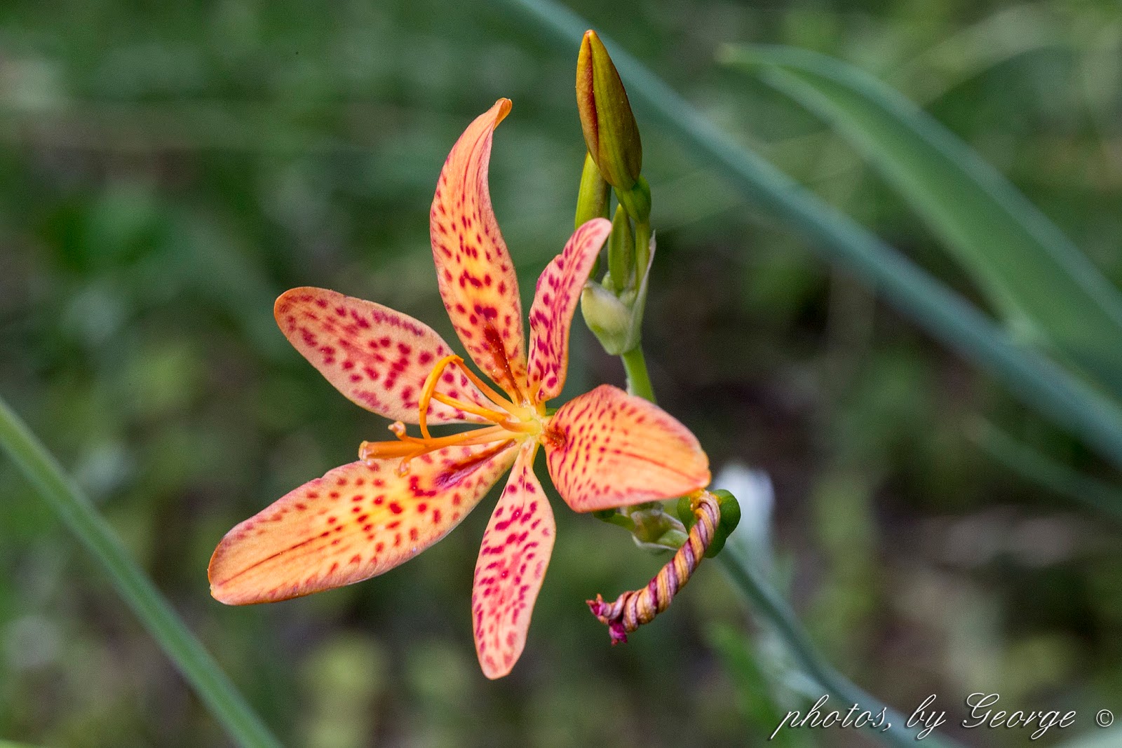 "What's Blooming Now" Blackberry Lily (Belamcanda chinensis)