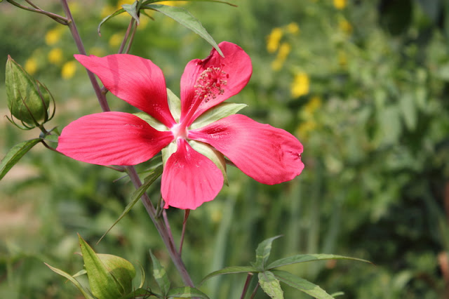 Scarlet Rosemallow Flowers Pictures